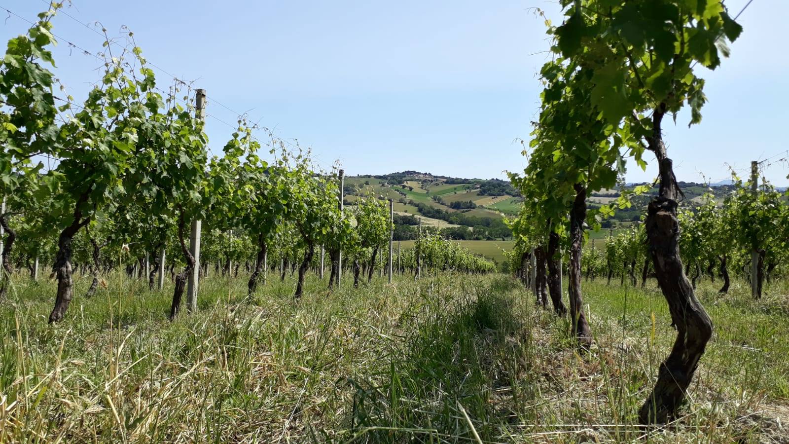 Marche Rosso I.G.T. BIO Moncaro