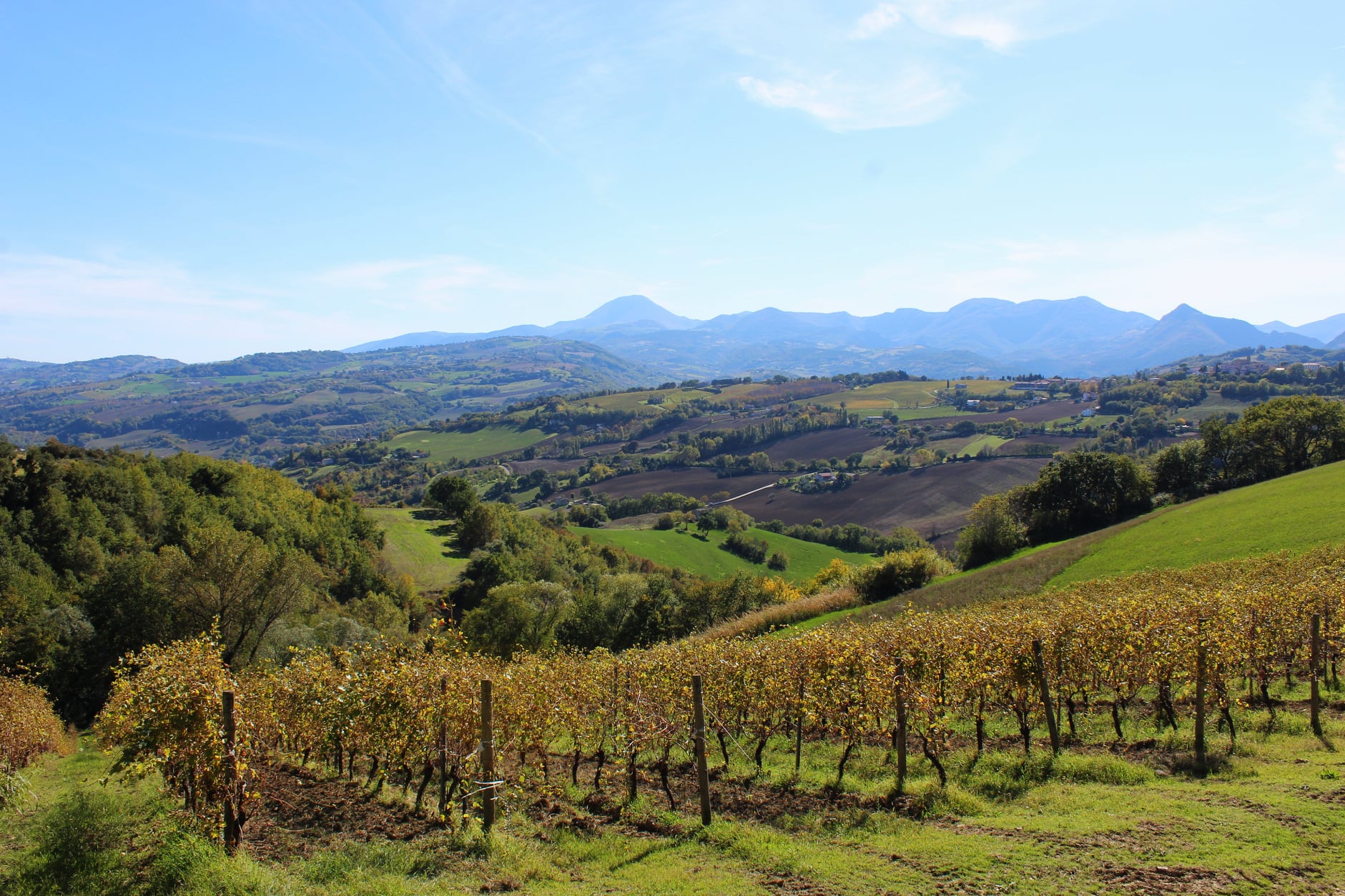 Verdicchio dei Castelli di Jesi D.O.C. Classico Le Vele Moncaro